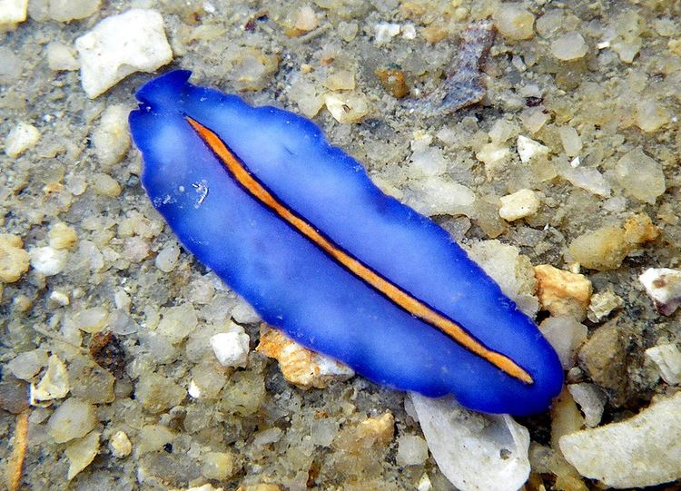 Pseudoceros bifurcus Redtipped flatworm Pseudoceros bifurcus What a stunnin Flickr