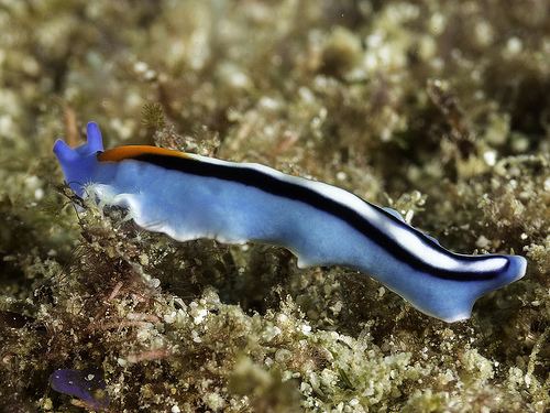 Pseudoceros bifurcus The Echinoblog Flatworm Color Explosion Off topic A Panoply of