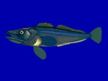 Pseudochaenichthys georgianus httpsuploadwikimediaorgwikipediacommonsthu
