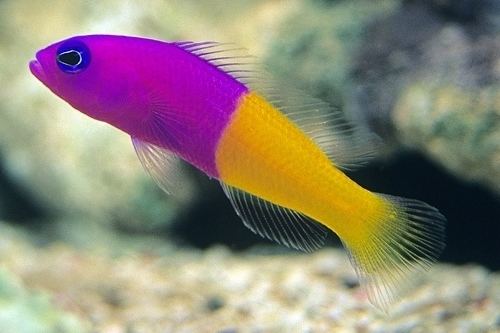Pseudochromis Royal Dottyback Basslet Fish Pseudochromis paccagnellae Oceans