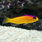 Pseudochromis wwwliveaquariacomimagescategoriesthumbsth72