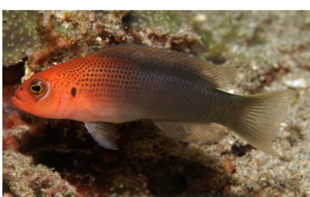 Pseudochromis Pseudochromis erdmanni a new dottyback species from Ambon and