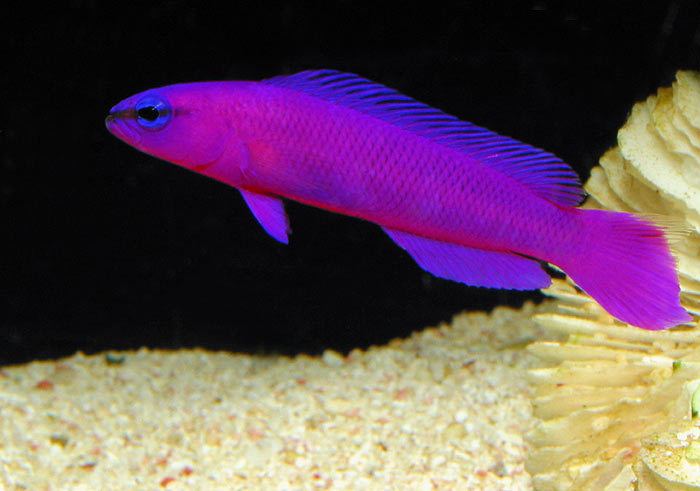 Pseudochromis Fish Profile Orchid Dottyback Pseudochromis fridmani by Reef
