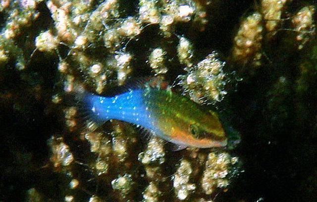Pseudochromis cyanotaenia httpsuploadwikimediaorgwikipediacommons00