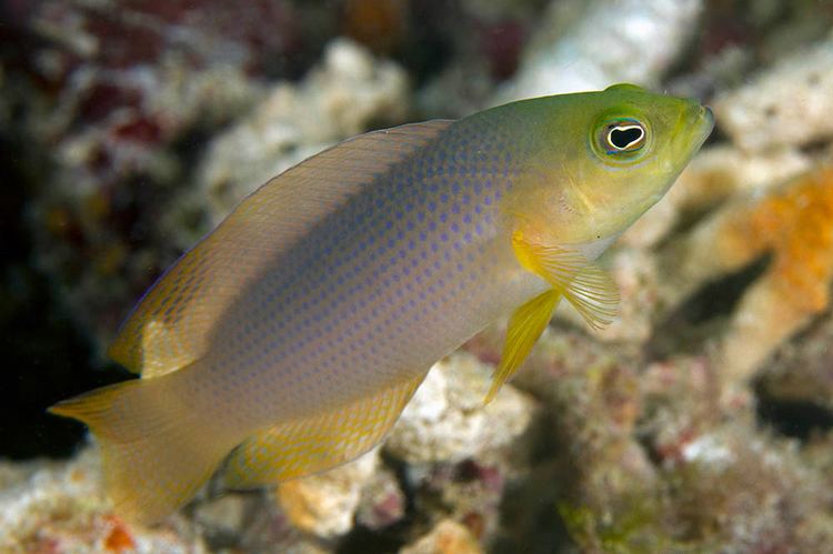 Pseudochromis fuscus fishesofaustralianetauImagesImagePseudochromF