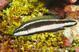Pseudochromis sankeyi Striped Dottyback Photo Stock Photograph of a Striped Dottyback