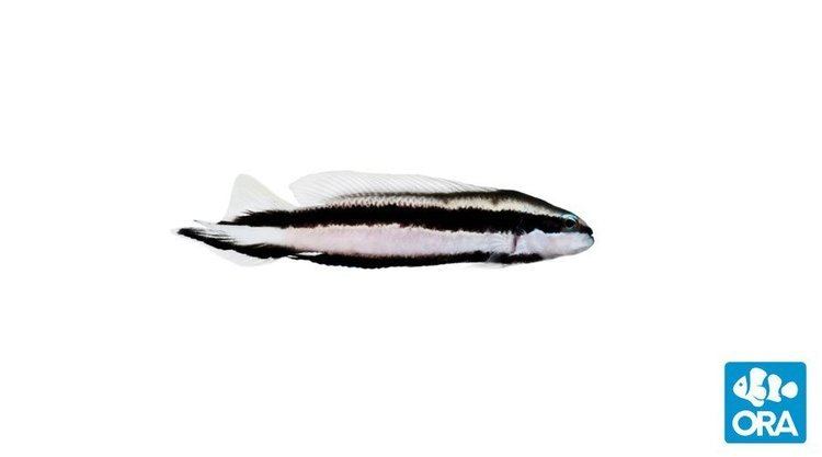Pseudochromis sankeyi cdnorafarmcommediastripedjpg