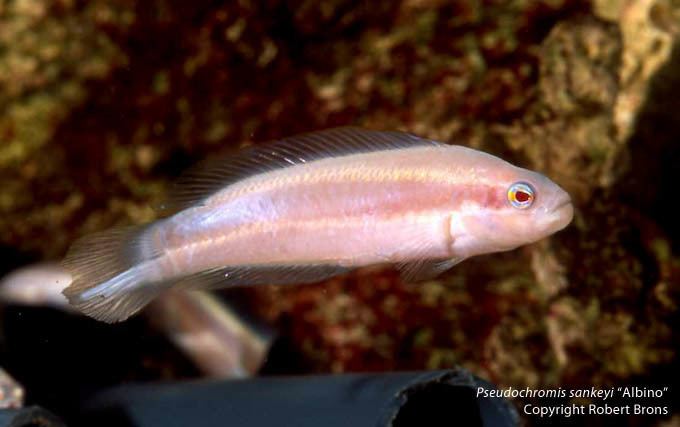 Pseudochromis sankeyi The Mysterious Albino Dottyback Pseudochromis sankeyi quotAlbino