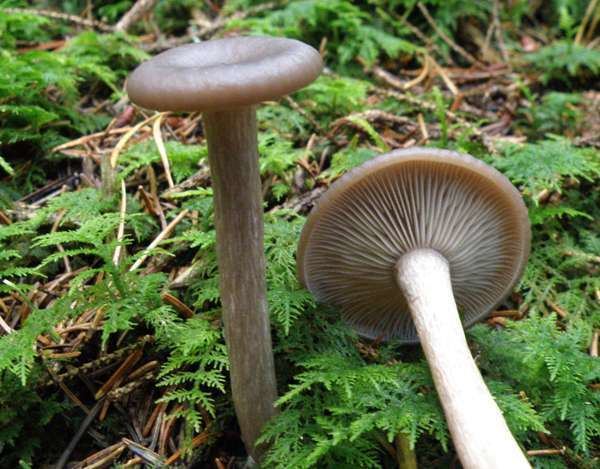 Pseudoclitocybe cyathiformis Pseudoclitocybe cyathiformis Goblet mushroom