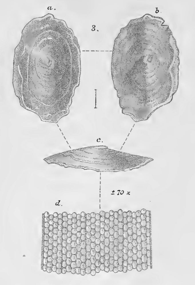 Pseudococculina granulata