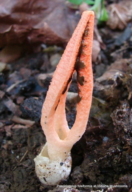 Pseudocolus fusiformis Pseudocolus fusiformis at Indiana Mushrooms