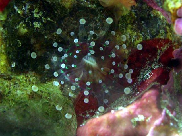 Pseudocorynactis An Identification Guide to Corallimorphs in the Reef Aquarium