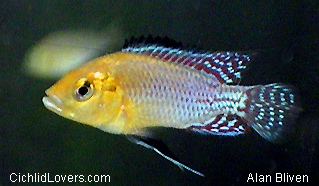 Pseudocrenilabrus nicholsi Badmans Tropical Fish Page for all the tropical fish care