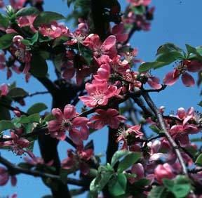 Pseudocydonia Pseudocydonia sinensis quotChinese Quincequot Buy Online at Annie39s Annuals