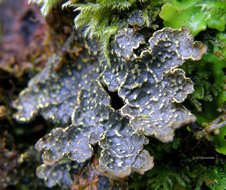 Pseudocyphellaria Pseudocyphellaria crocata images of British lichens