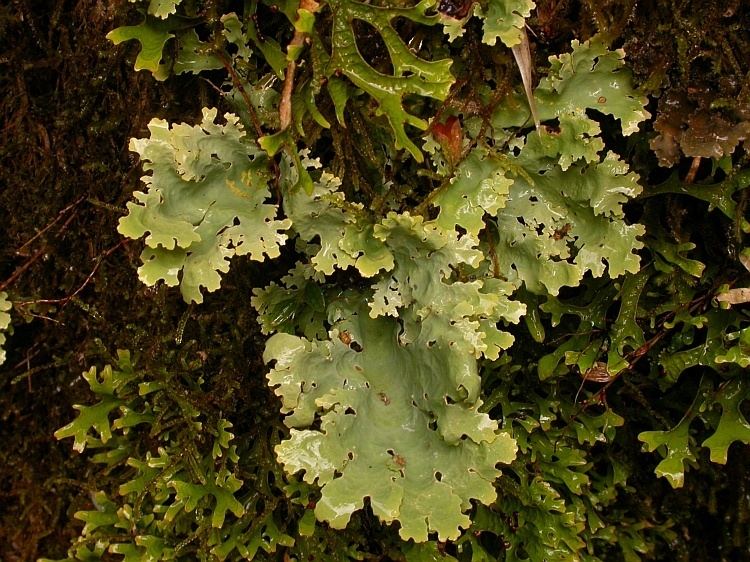 Pseudocyphellaria CNALH Pseudocyphellaria