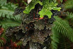 Pseudocyphellaria httpsuploadwikimediaorgwikipediacommonsthu