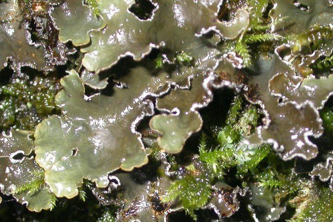 Pseudocyphellaria Pseudocyphellaria intricata Lichens of Wales