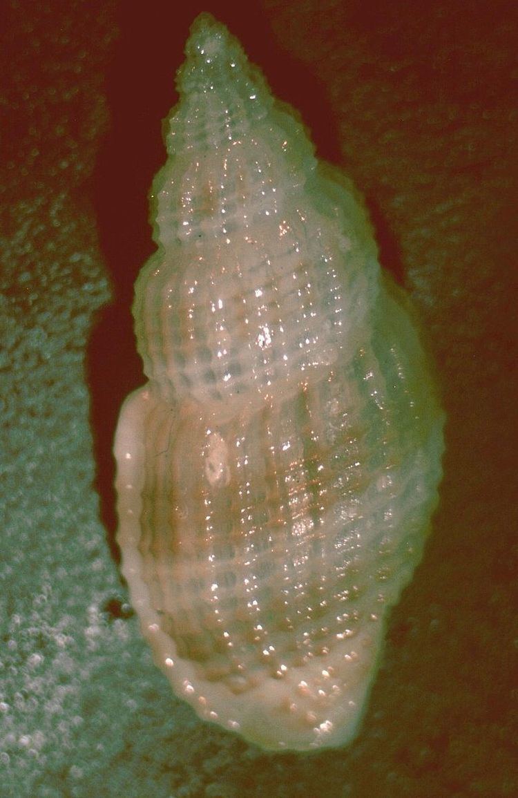 Pseudodaphnella