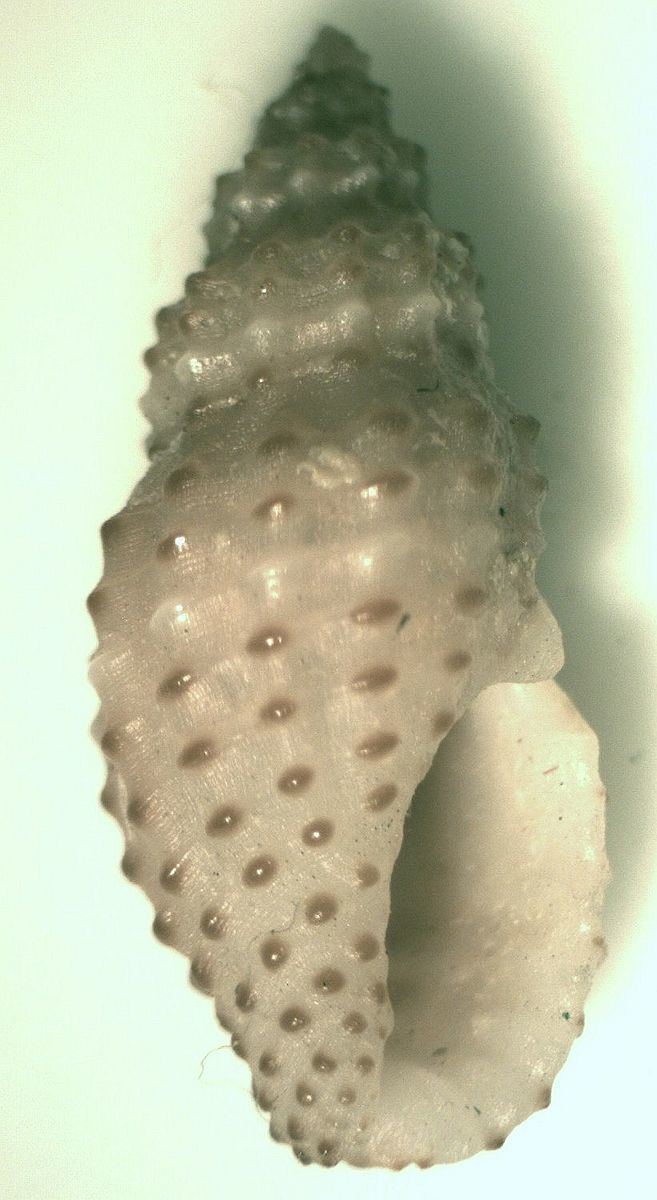 Pseudodaphnella granicostata