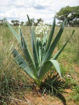 Pseudogaltonia CAUDICIFORM Pseudogaltonia clavata