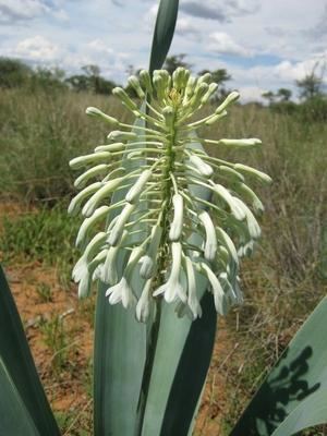 Pseudogaltonia CAUDICIFORM Pseudogaltonia clavata