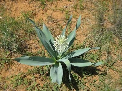 Pseudogaltonia CAUDICIFORM Pseudogaltonia clavata