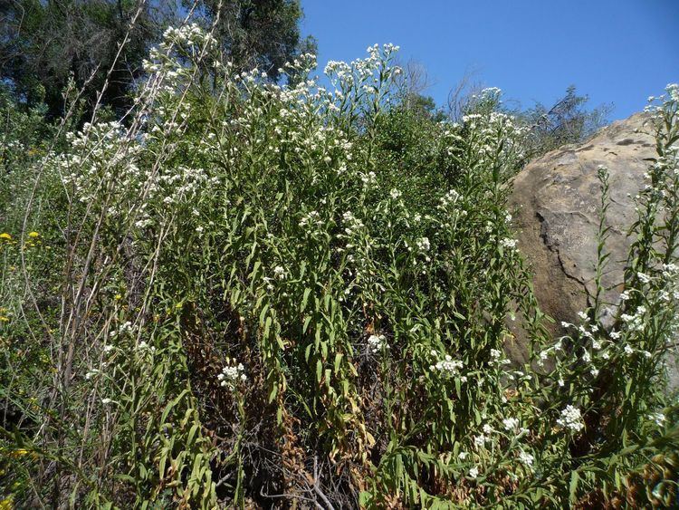 Pseudognaphalium californicum Pseudognaphalium californicum Wildflowers in Santa Barbara