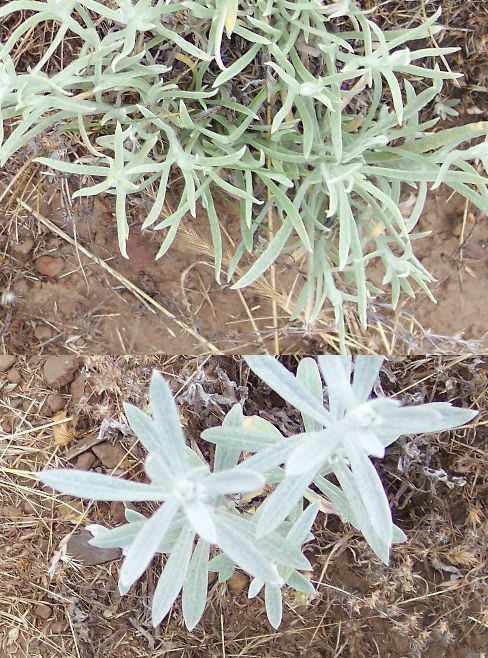 Pseudognaphalium canescens Plants of Southern California Gnaphalium canescens subspecies
