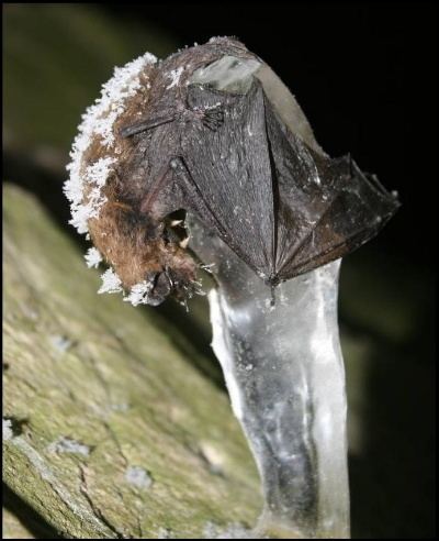 Pseudogymnoascus destructans Geomyces destructans a fungus associated with bat WhiteNose