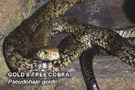 Pseudohaje goldii Snake Species Gold39s Tree Cobra Little Scorpion