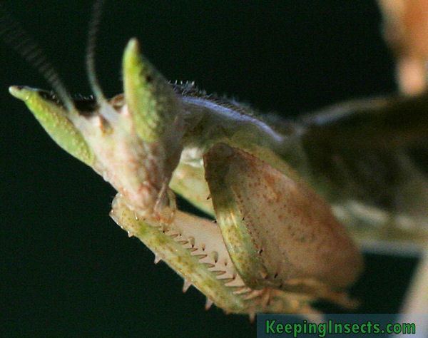 Pseudoharpax virescens Gambian SpottedEye Flower Mantis Pseudoharpax virescens Keeping