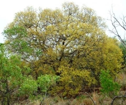 Pseudolachnostylis Photos of South African Plants Category Trees Image