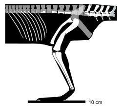 Pseudolagosuchus wwwreptileevolutioncomimagesarchosauromorphad