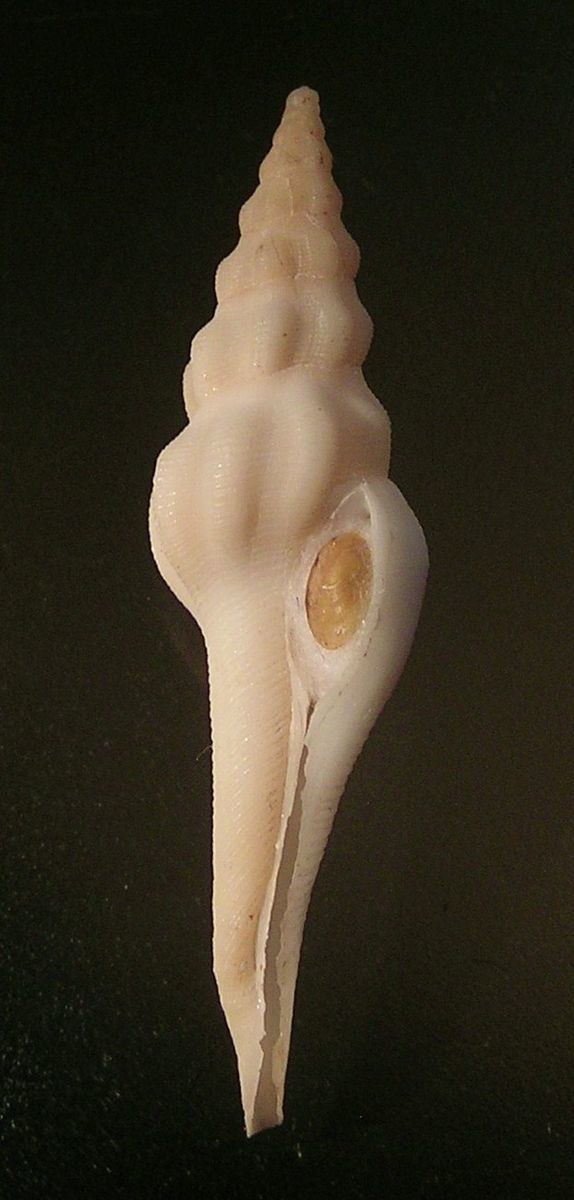 Pseudolatirus clausicaudatus