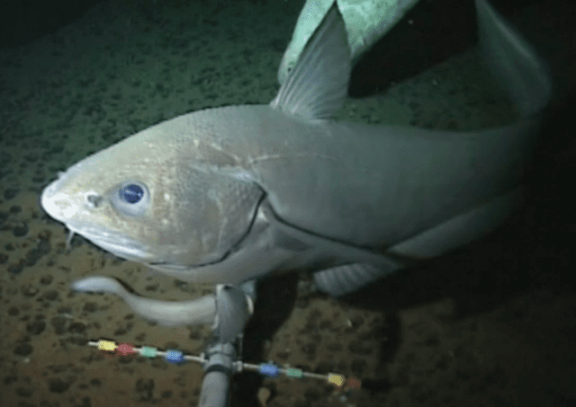 Pseudoliparis amblystomopsis This Is the Deepest Fish Ever Discovered in the Oceans The Scuttlefish