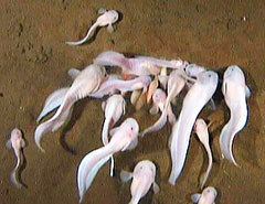 Pseudoliparis amblystomopsis wwwscience20comfilesliparid20Snailfish20Psue