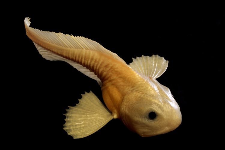 Pseudoliparis amblystomopsis SmallFish2srcsetlargejpg