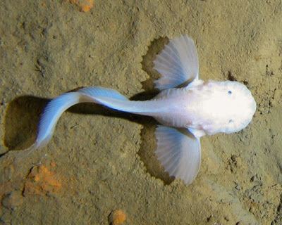 Pseudoliparis amblystomopsis Fish Index Deepest Living Fish The Hadal Snailfish Pseudoliparis