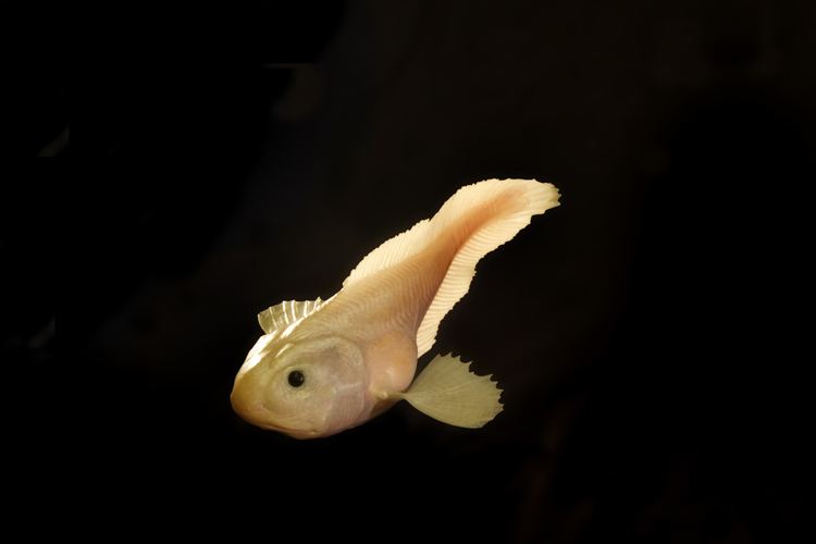 Pseudoliparis amblystomopsis SmallFish10srcsetlargejpg