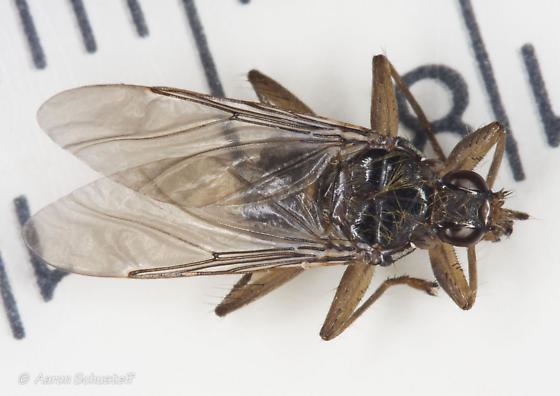 Pseudolynchia canariensis Flat fly Pseudolynchia canariensis BugGuideNet