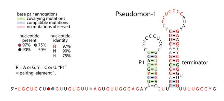 Pseudomon-1 RNA motif