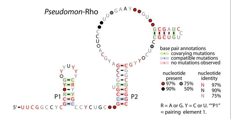 Pseudomon-Rho RNA motif