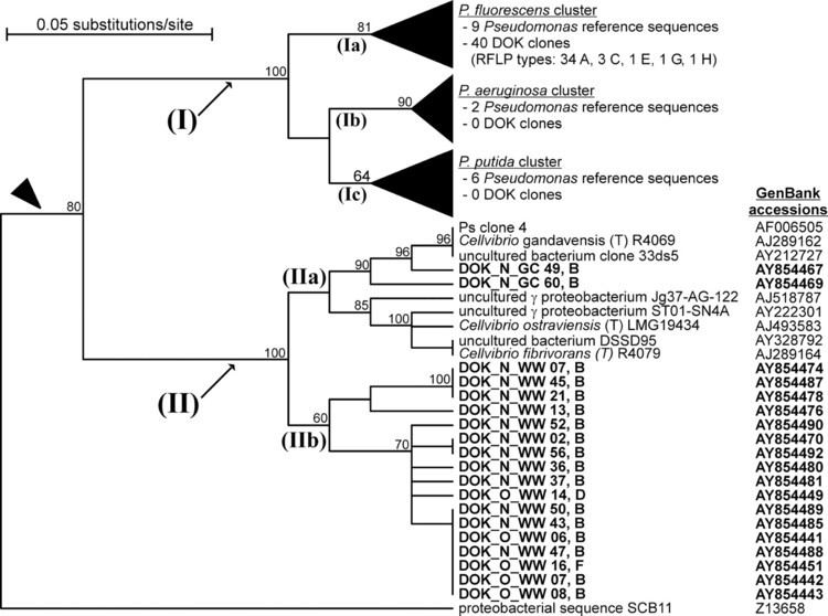 Pseudomonadaceae Identification and Specific Detection of a Novel Pseudomonadaceae