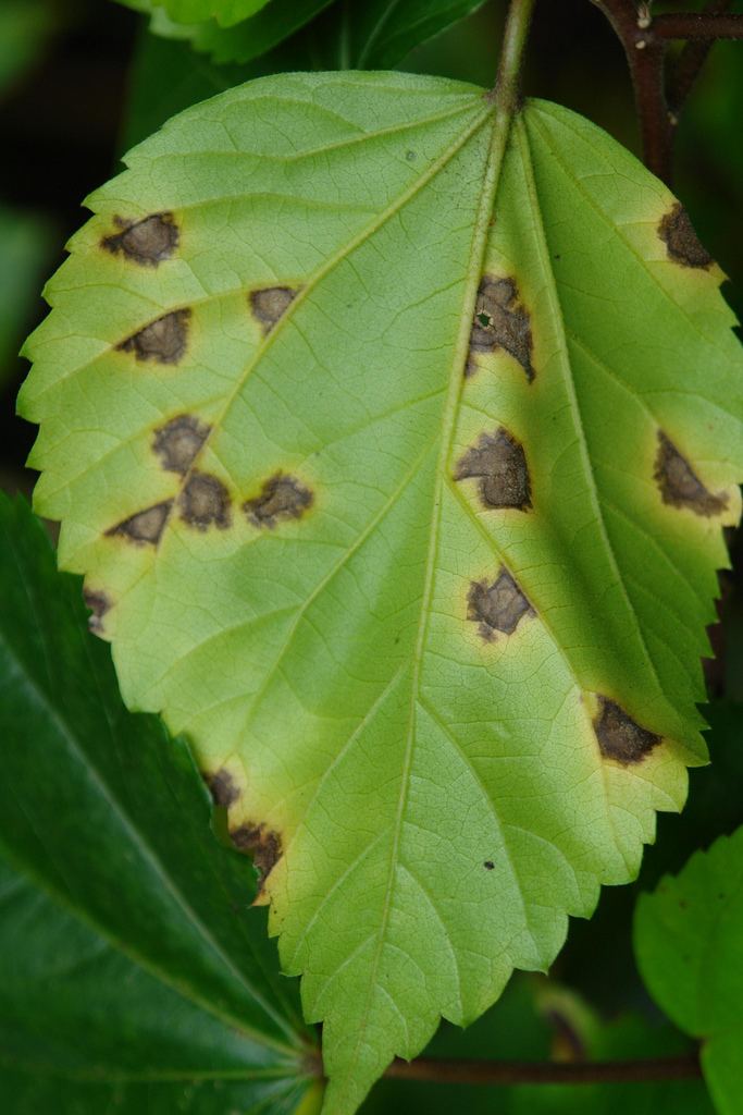 Pseudomonas cichorii Hibiscus Bacterial leaf spot caused by Pseudomonas cichor Flickr