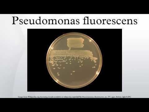 Pseudomonas fluorescens Pseudomonas fluorescens YouTube