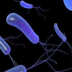 Pseudomonas fluorescens Pseudomonas Fluorescens Manufacturers Suppliers amp Exporters of