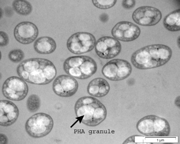 Pseudomonas putida Accumulation of Polyhydroxyalkanoate from Styrene and Phenylacetic