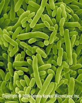 Pseudomonas putida Pseudomonas putida Enfo