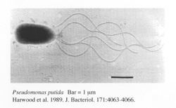 Pseudomonas putida genomejgidoegovpsepupsepujpg